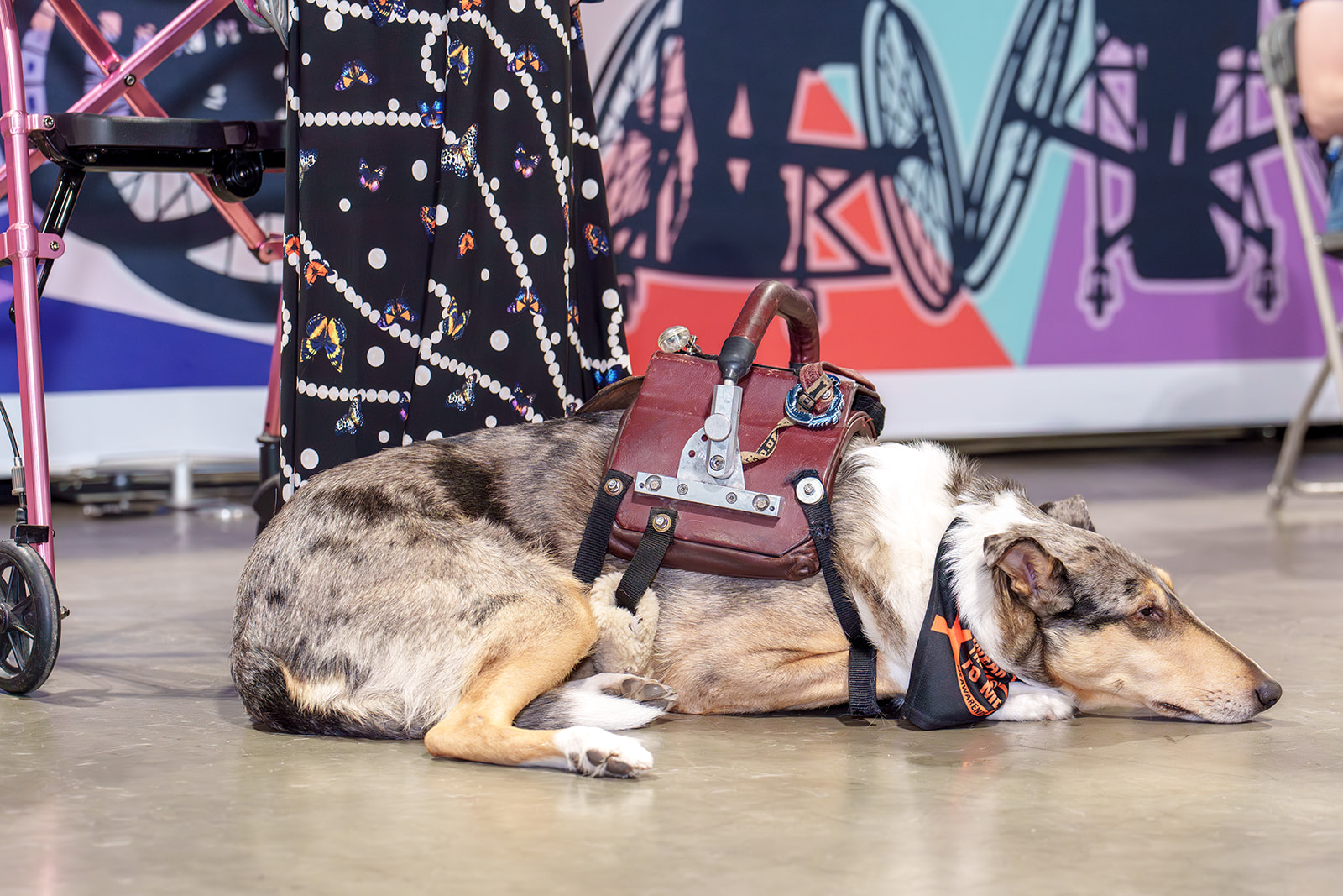 All About Service Dogs
