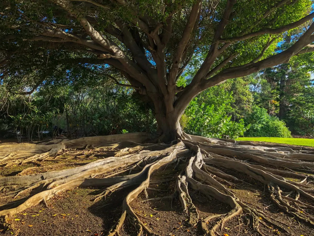 The Amazing, Accessible Benefits of Partnering with Nature