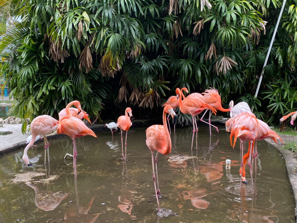 A flamboyance of flamingos at Flamingo Gardens in Ft. Lauderdale