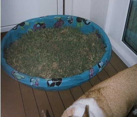 A make-shift literbox made from a kiddie pool, grass and dirt is shown