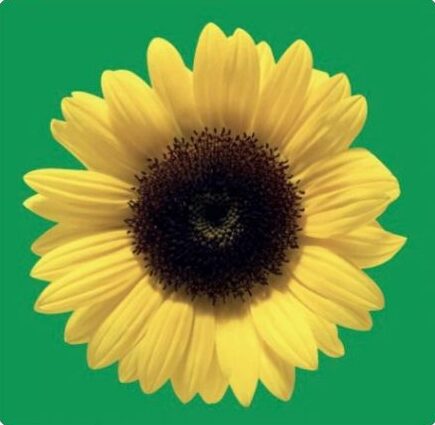 Hidden Disabilities Sunflower logo