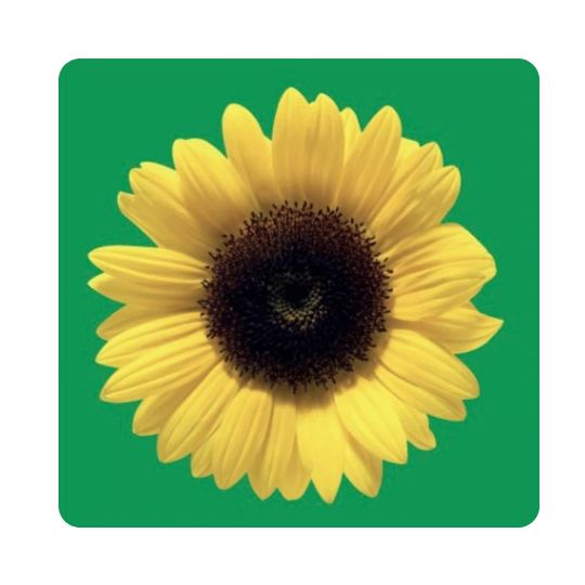 Hidden Disabilities Sunflower logo