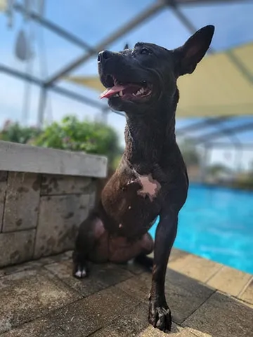 Shot of Daisy the three-legged dog